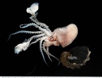 藏品(闊船蛸)的圖片