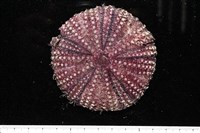 藏品(疣小肛海膽)的圖片