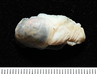 藏品(未知種薄泡螺)的圖片