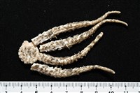 藏品(未知種座冠海星)的圖片