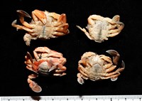 藏品(短刺伊蟹)的圖片