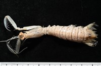 藏品(眼斑猛蝦蛄)的圖片