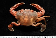 藏品(香港蟳)的圖片