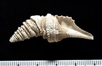 藏品(金絲捲管螺)的圖片