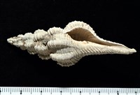 藏品(黑田長旋螺)的圖片