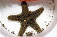 藏品(花冠海燕)的圖片