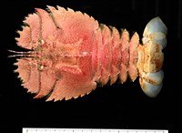 藏品(九齒扇蝦)的圖片