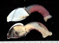 藏品(茗荷)的圖片