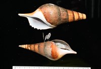 藏品(馬丁長鼻螺)的圖片