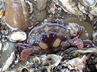 藏品(晶瑩蟳)的圖片