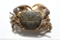 藏品(平背蜞)的圖片