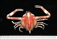 藏品(遁行長臂蟹)的圖片