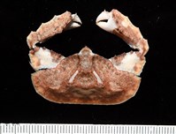 藏品(環狀(圓拱)隱足蟹)的圖片