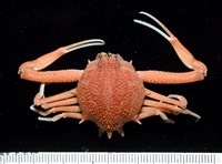 藏品(長形栗殼蟹)的圖片