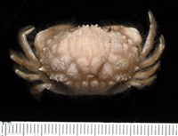 藏品(奧氏鎧蟹)的圖片