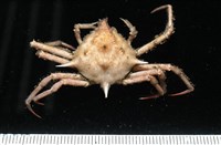 藏品(溝痕絨球蟹)的圖片