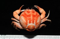 藏品(薄片異核果蟹)的圖片