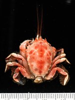 藏品(顯著瓊娜蟹)的圖片