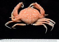 藏品(東方筐形蟹)的圖片