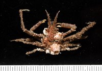 藏品(未知種長腿蟹)的圖片