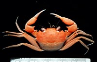 藏品(休氏聲蟹)的圖片