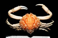 藏品(仿泡粒長螯蟹)的圖片