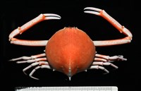 藏品(大等螯蟹)的圖片