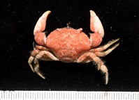 藏品(台灣楊梅蟹)的圖片