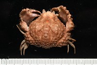 藏品(山羊饅頭蟹)的圖片