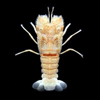 藏品(褐紅蟬蝦)的圖片