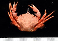 藏品(皺褶大蟾蟹)的圖片