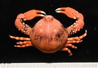 藏品(鈍額玉蟹)的圖片