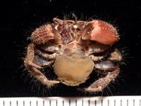 藏品(扁平多囊蟹奴)的圖片