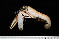 藏品(劍脊槍蝦)的圖片