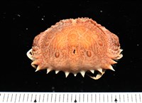 藏品(四斑饅頭蟹)的圖片