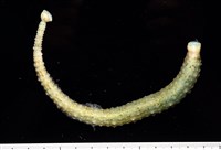 藏品(未知種海蛭)的圖片