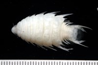 藏品(高雅尖甲水虱)的圖片