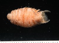 藏品(未知種尖甲水虱)的圖片