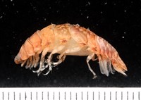 藏品(未知種紡錘水虱)的圖片