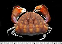 藏品(圓盾饅頭蟹)的圖片