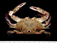 藏品(紅星梭子蟹)的圖片