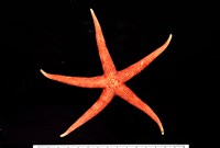 藏品(鑽石異瘤蛇海星(暫譯))的圖片