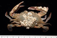 藏品(薄殼龜藤壺)的圖片