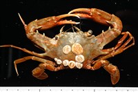 藏品(薄殼龜藤壺)的圖片