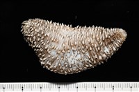 藏品(未知種尻參)的圖片