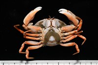 藏品(扁平多囊蟹奴)的圖片