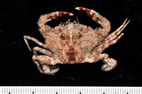 藏品(顆粒蟳)的圖片