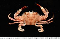 藏品(相模蟳)的圖片