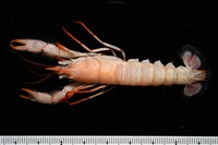 藏品(史氏擬海螯蝦)的圖片