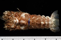 藏品(短角硬甲蟬蝦)的圖片